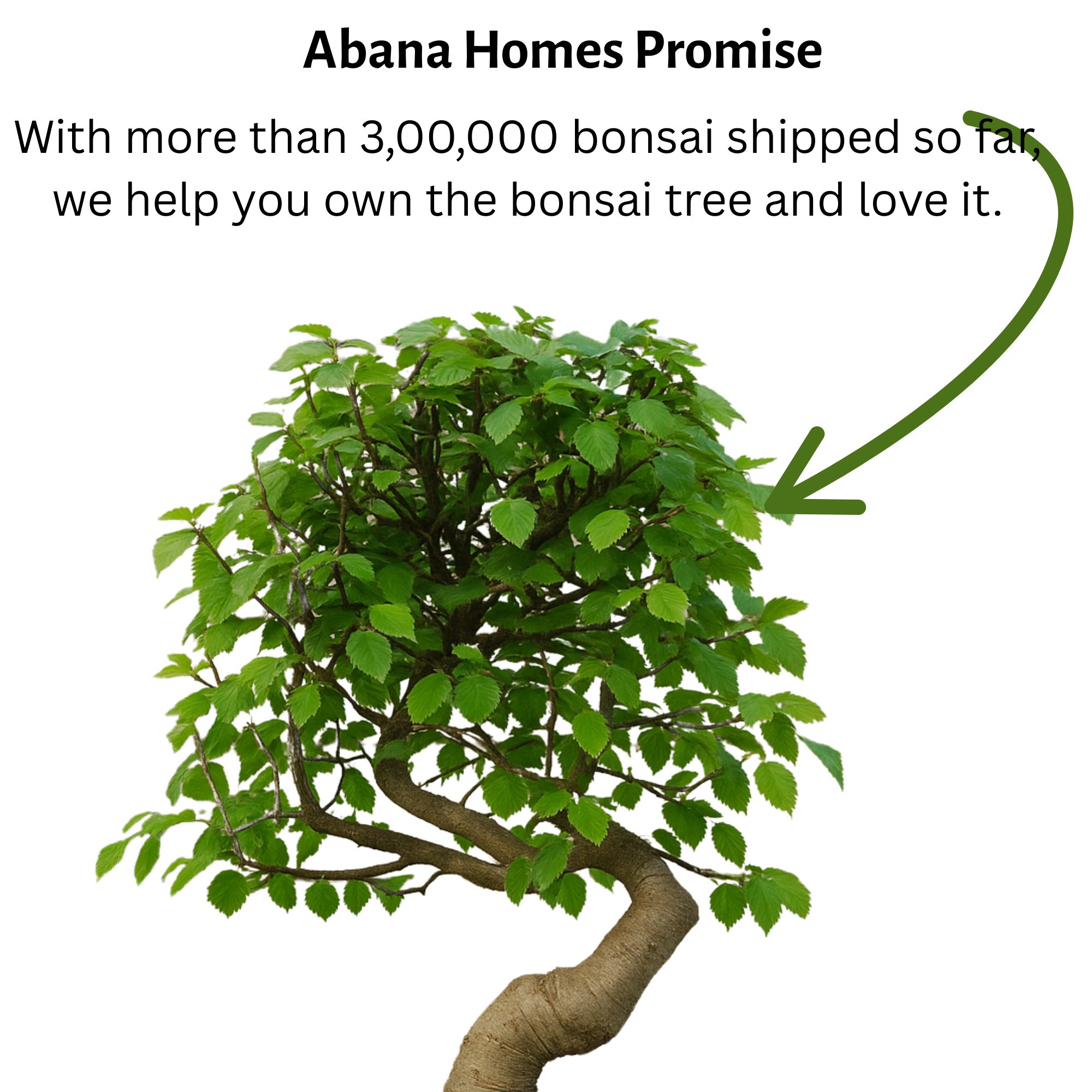 Chinese Elm Outdoor Bonsai Tree 4 Years 30cm