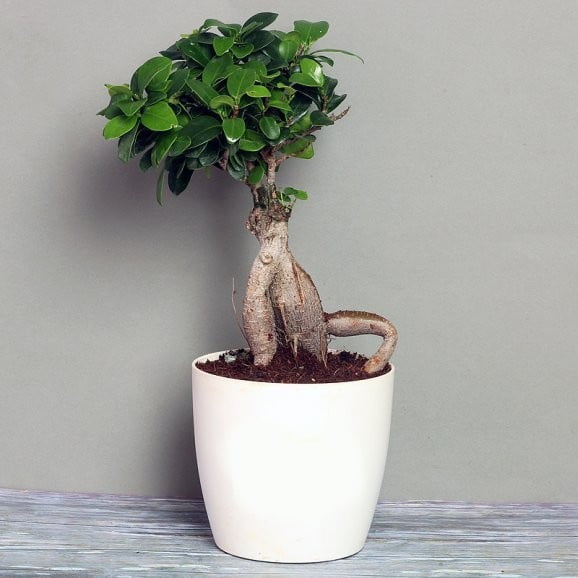 Ficus Bonsai Live Plant 4 Years 20 cm