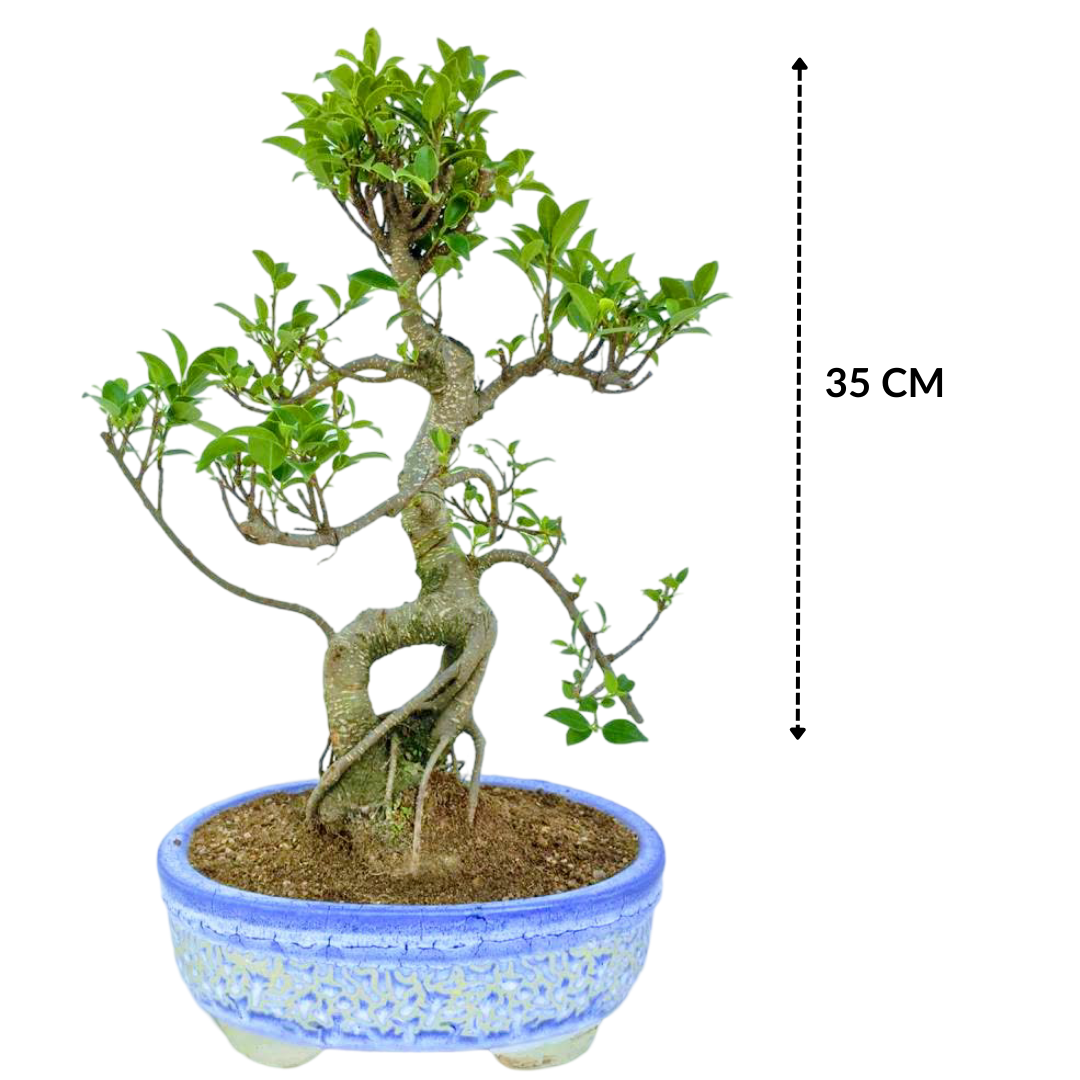 Ficus Indoor Bonsai Tree 15 year 35 cm