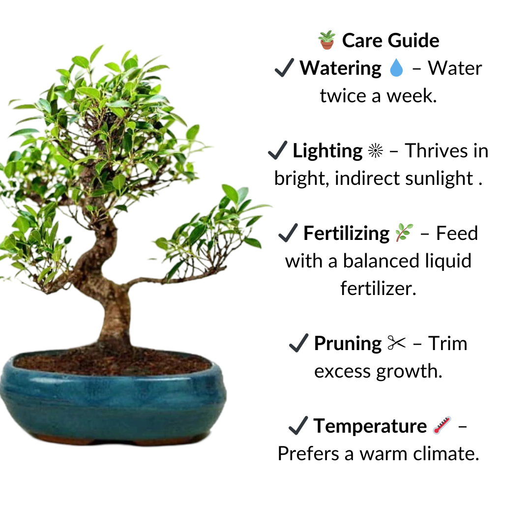 Exotic Ficus Plant Bonsai Tree 9 years 35 cm