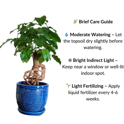 Radermachera Bonsai Plant with Imported Pot and Tray