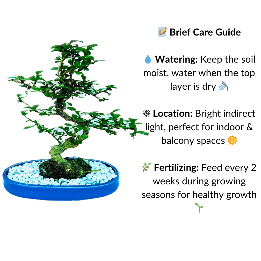 Carmona Flowering Bonsai Plant 4 Years 30 cm in Blue Oval Shaped Ceramic Pot