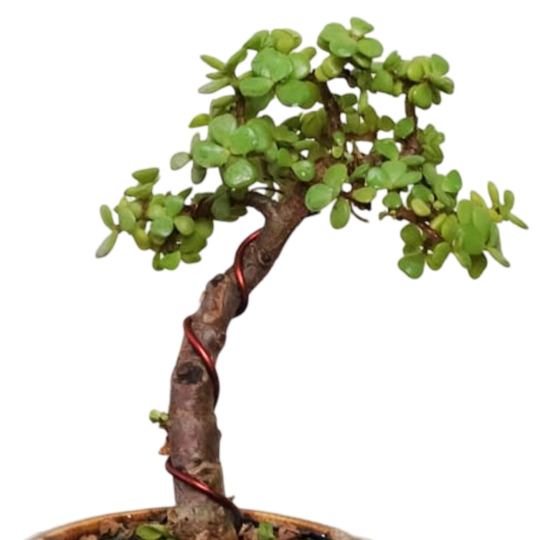 Jade Bonsai Plant Upright Informal 20 cm