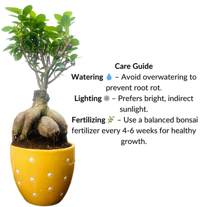 Ficus Indoor Bonsai Plant in Premium Dotted Pot for Home Decor
Success