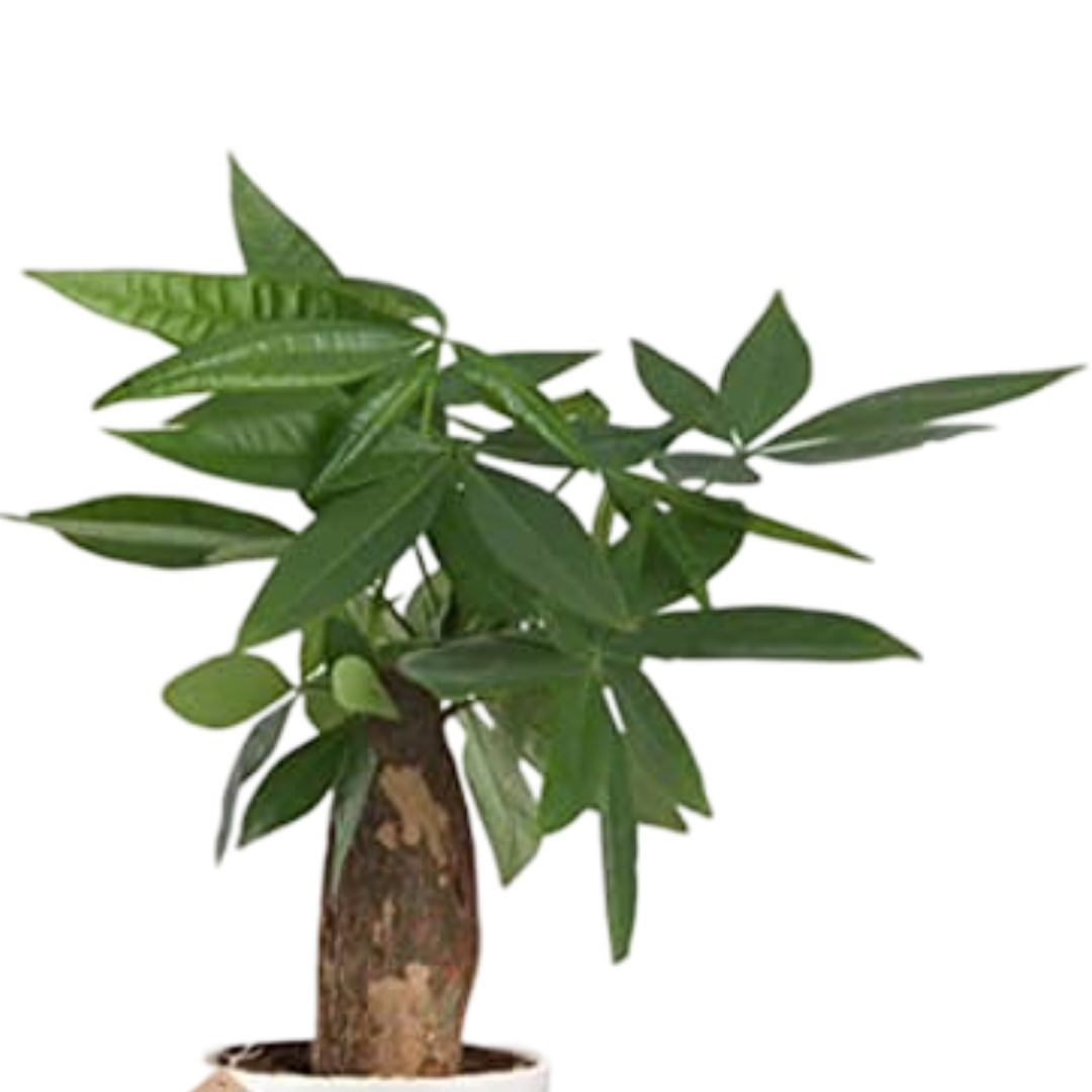 Pachira Money Tree Plant with Ceramic Pot