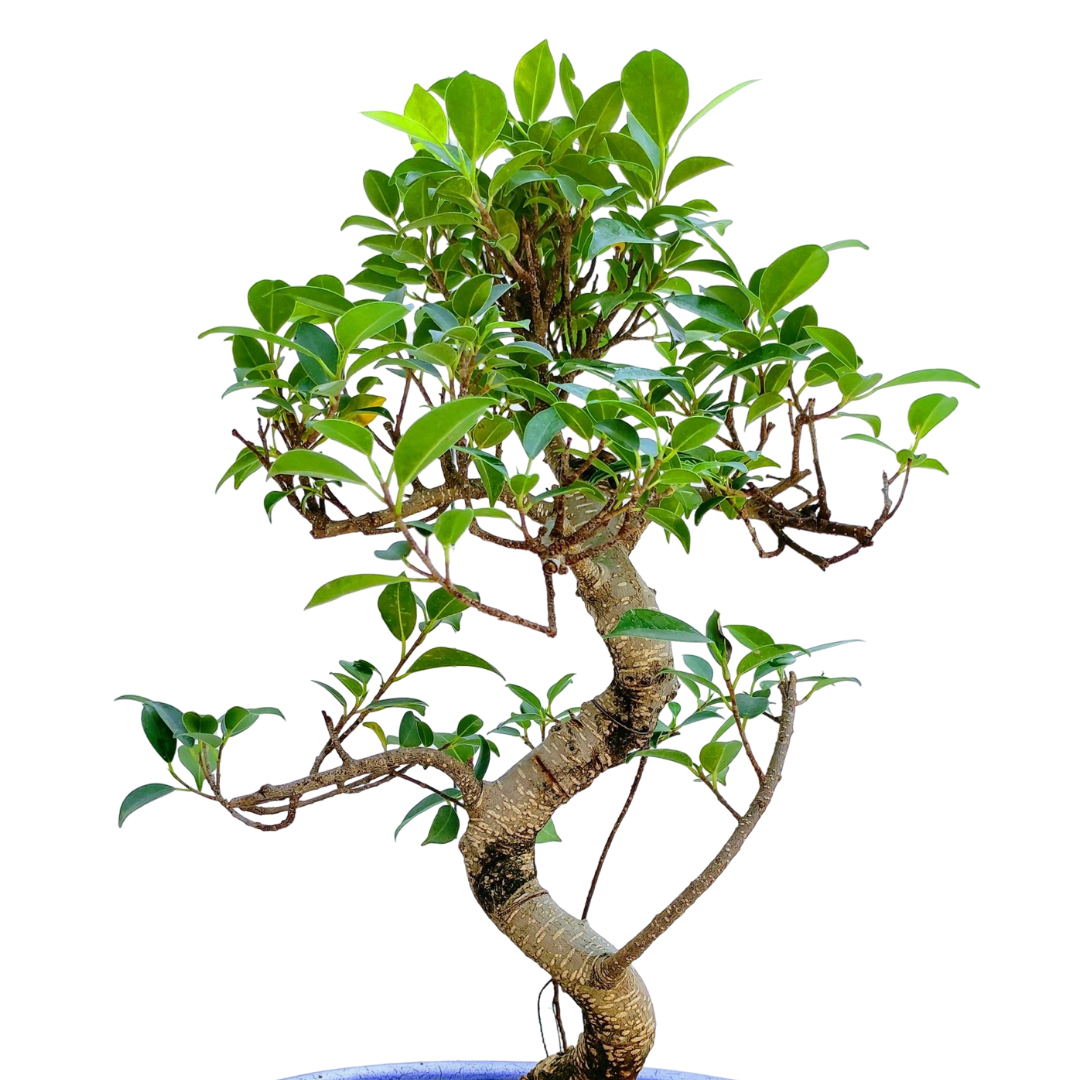 Aerial Root Ficus Bonsai Tree 10 Years 35 cm