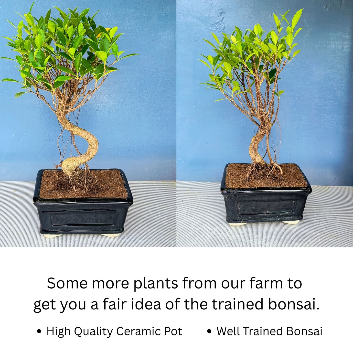4-Year-Old Banyan Bonsai Tree | 25 cm S-Shaped in Ceramic Pot