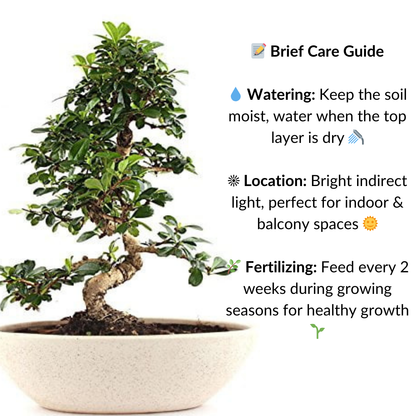 Carmona Flowering Bonsai Tree 5 Years 30 cm