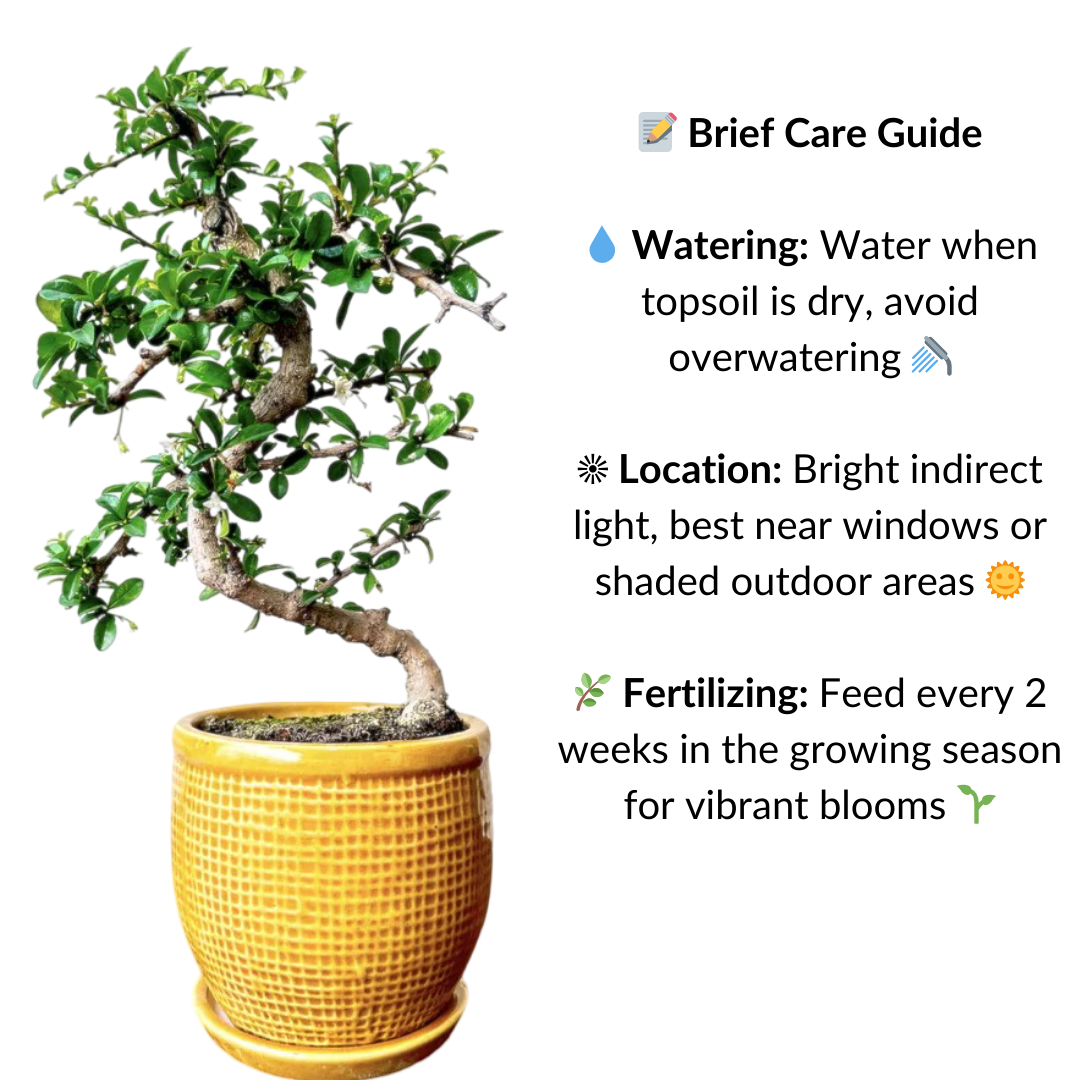 Carmona Flowering Bonsai Plant Ceramic Bonsai Pot with Tray 4 Years 30 cm