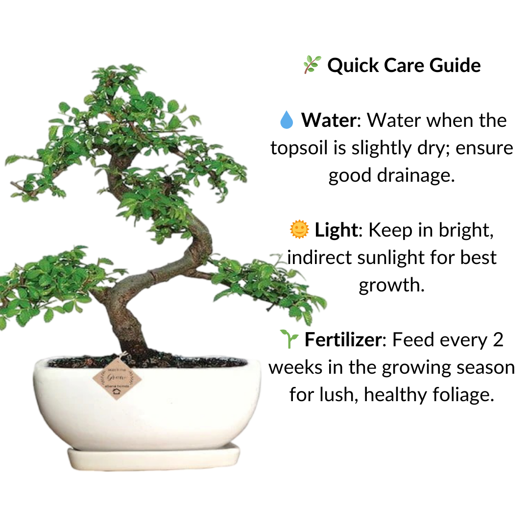 Chinese Elm Bonsai Tree 5 Years 30 cm in Bonsai Pot with Tray