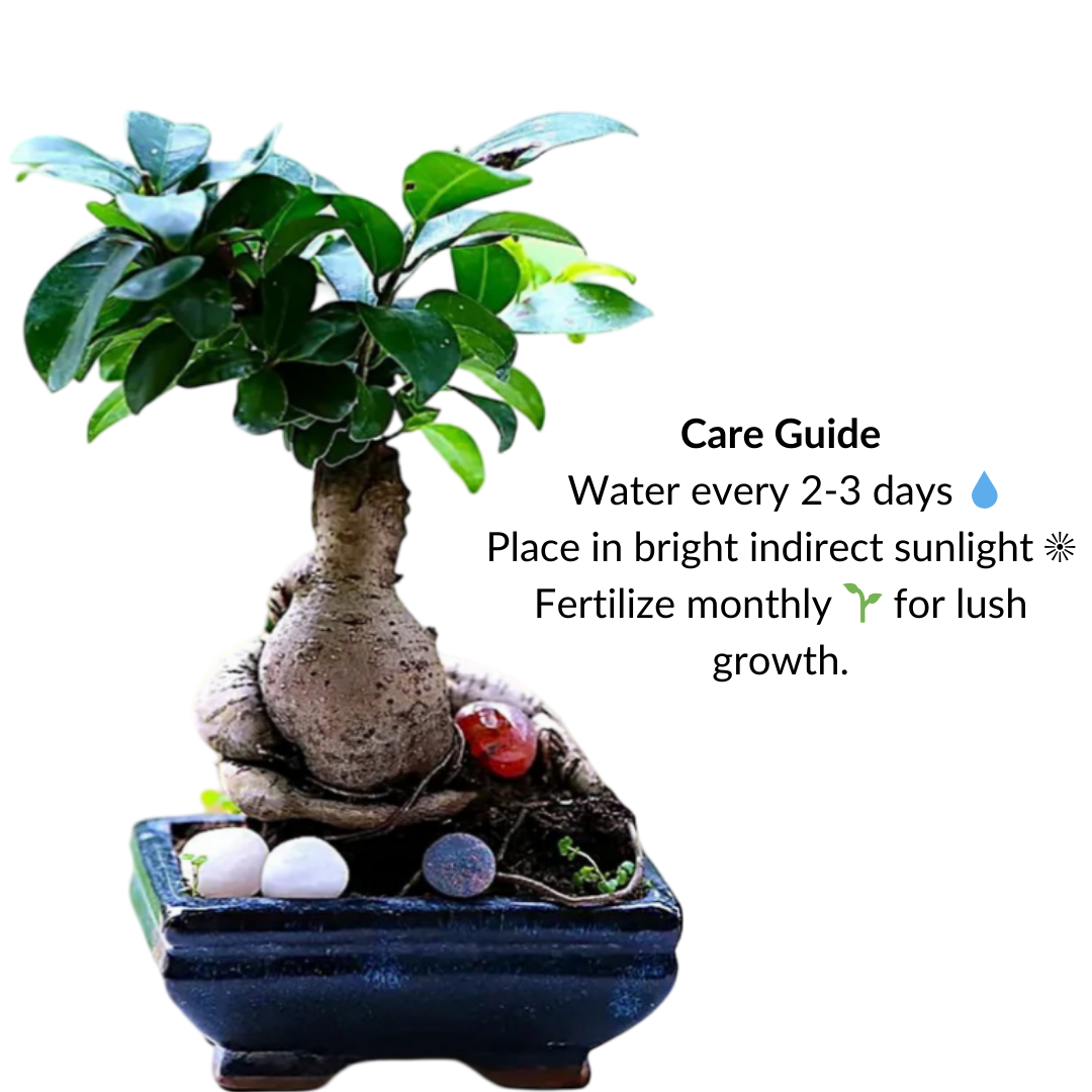 Ficus Indoor Bonsai Plant Blue Sq Pot

