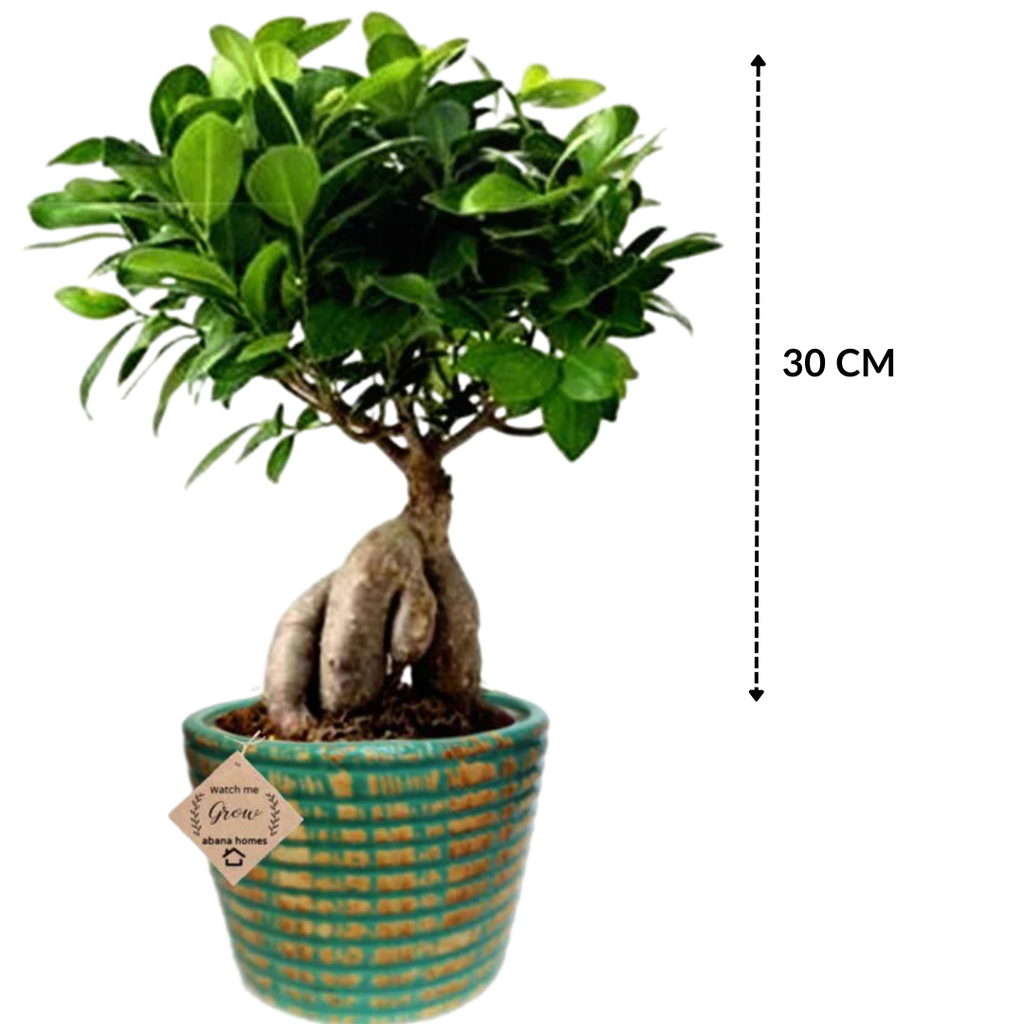 Ficus Indoor Bonsai Plant