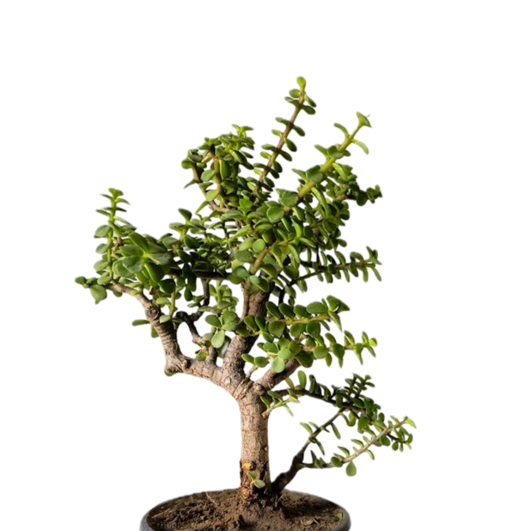 Jade Plant Bonsai Informal Upright Full Tree Shape 27 cm