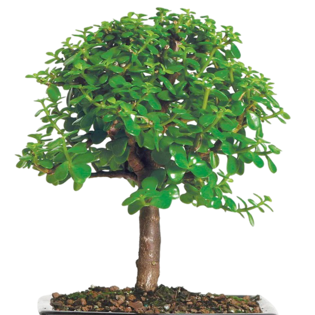 Jade Bonsai Plant in Ceramic Pot 5 Years 30 cm