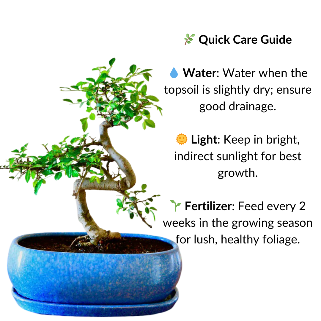 Chinese Elm Bonsai Plant 5 Years Old 30 cm with Tray