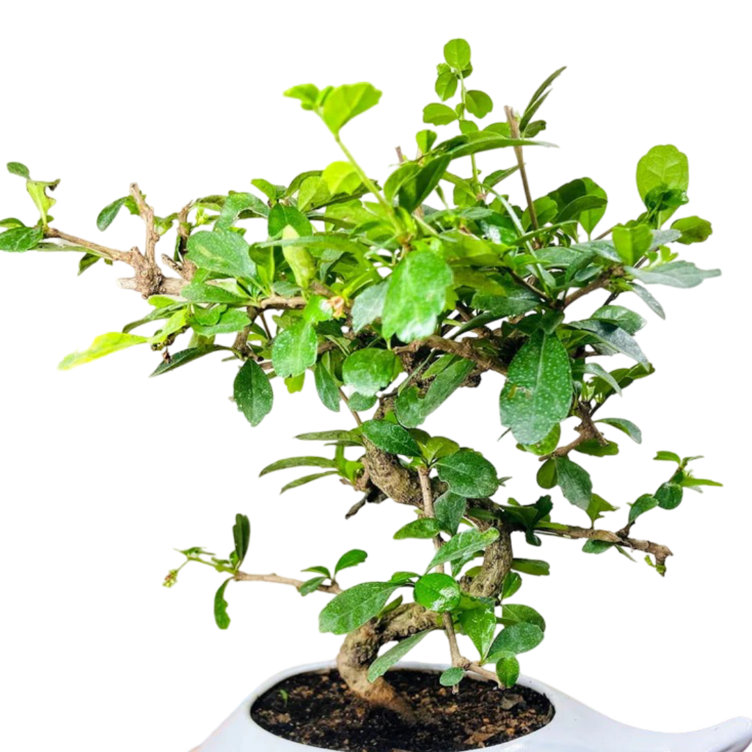 Carmona Flowering Bonsai Plant 10 Years 45 cm