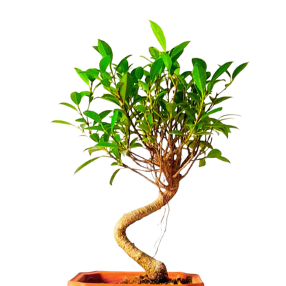 Ficus Bonsai Plant in PP Pot