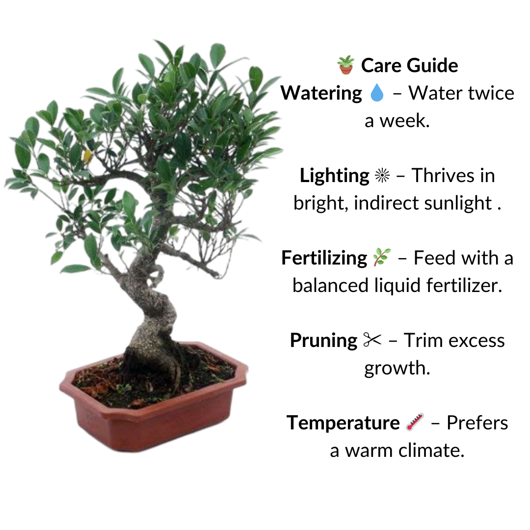 Ficus Bonsai Live Tree 9 Yrs Old 35cm