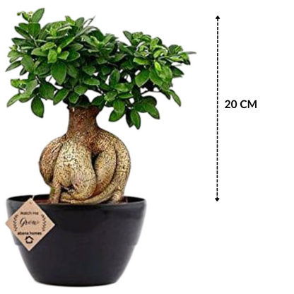 Ficus Bonsai Live Plant 4 Years 20 cm