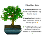 Carmona Flowering Bonsai Plant 3 Years 20 cm