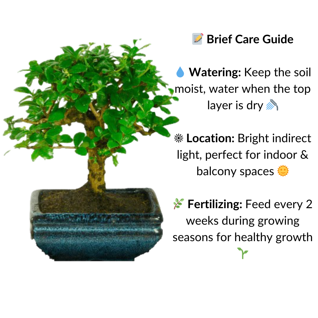 Carmona Flowering Bonsai Plant 3 Years 20 cm