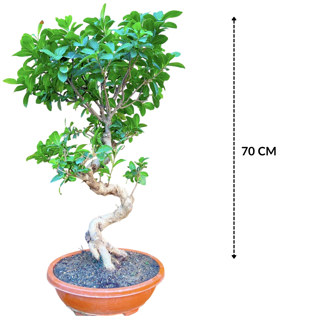 Ficus Bonsai Tree Big Bonsai 15 Years 70 cm