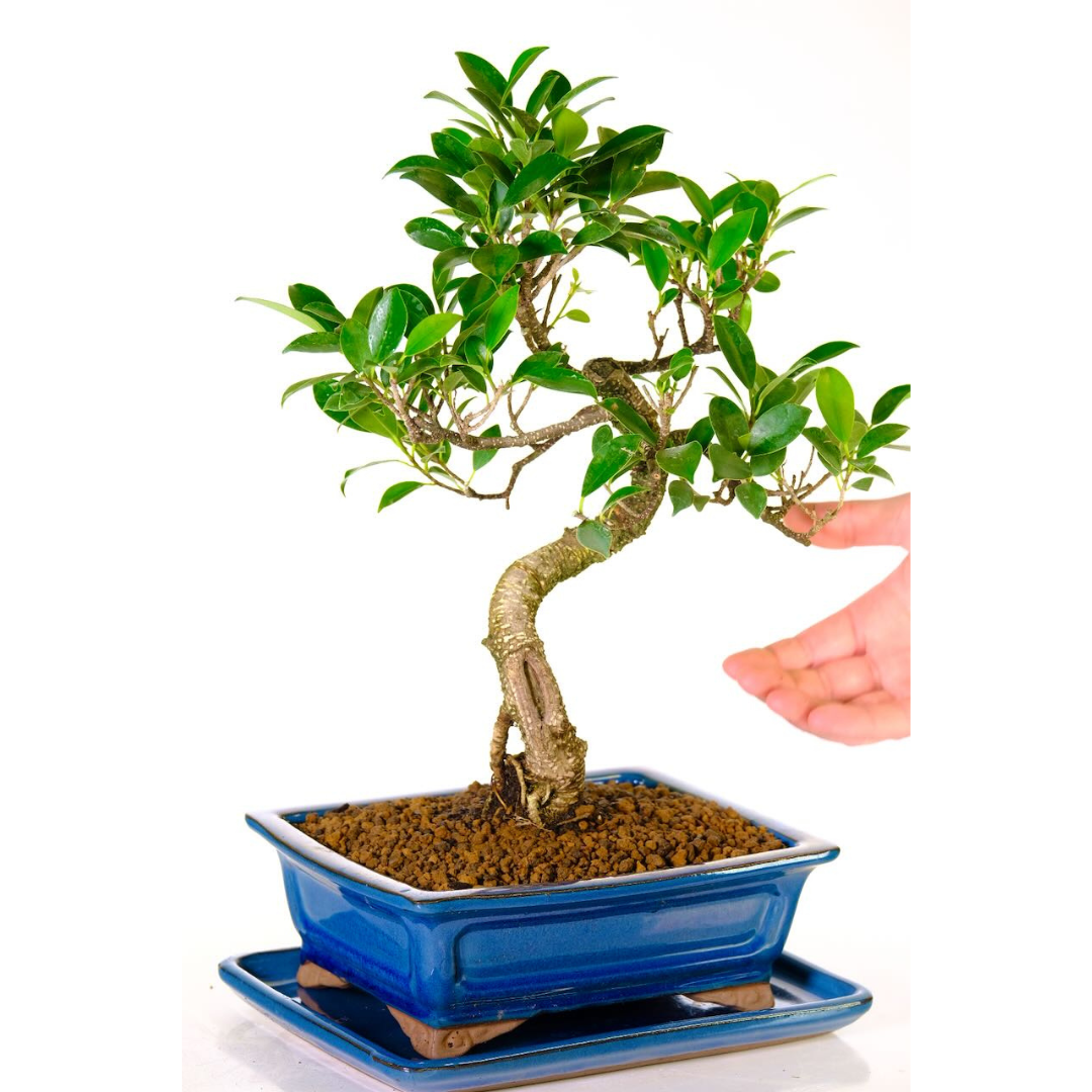 Ficus Retusa Bonsai Tree – 12 Years Old, 42 CM Tall