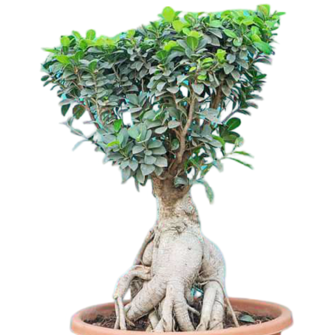 Ficus Bonsai Plant With Thick Trunk 10 Years 50 cm