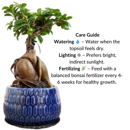 Ficus Indoor Bonsai Plant in Blue Pot