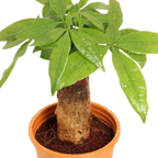 Pachira Bonsai Tree In Growing Pot