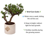 Jade Bonsai in Ceramic Pot