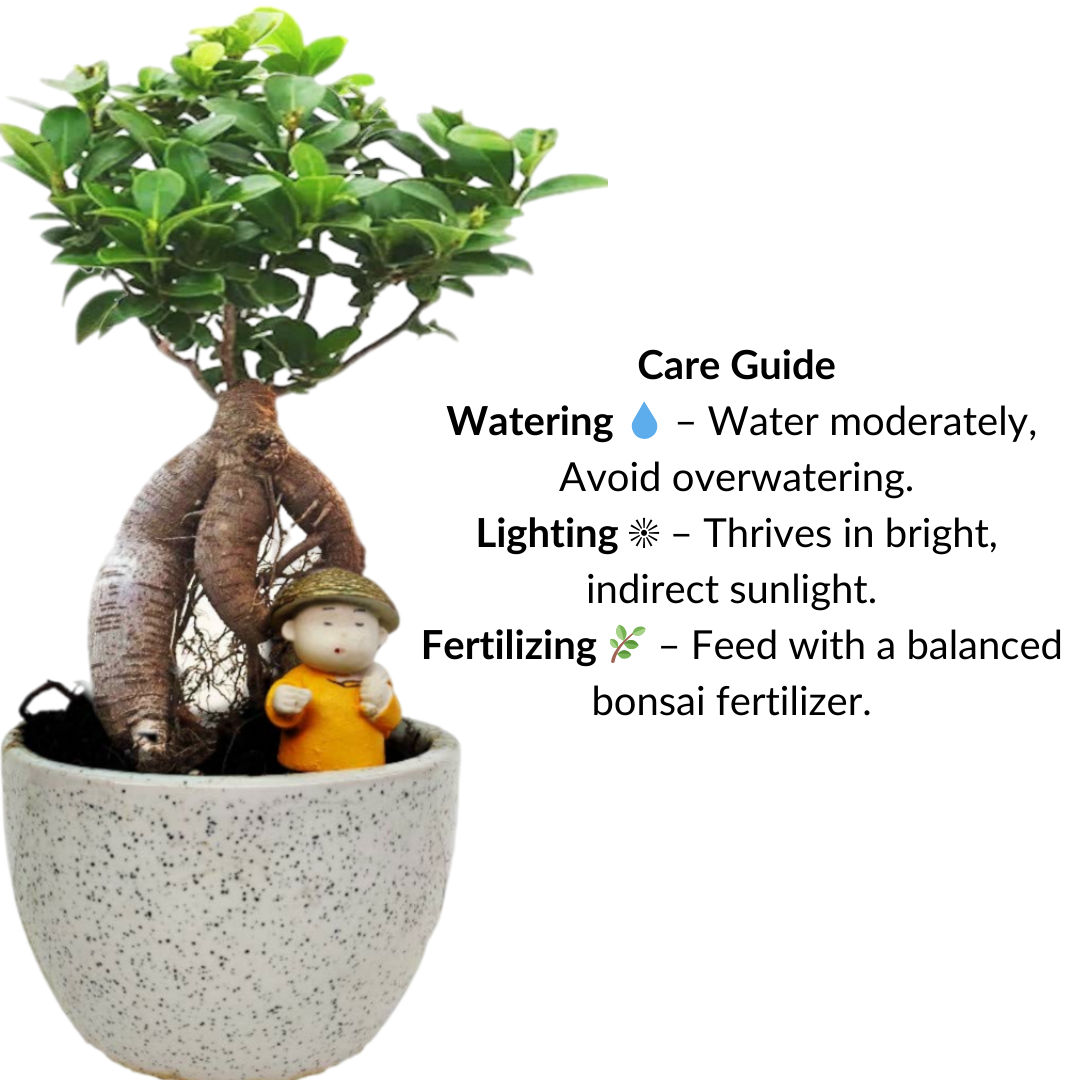 Ficus Bonsai Plant with Figurine