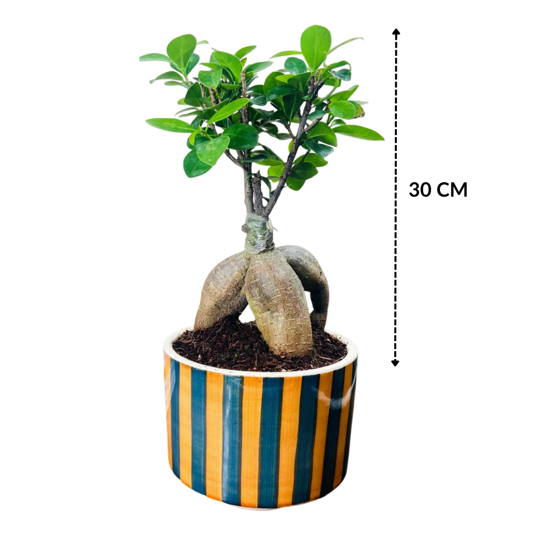 Ficus Indoor Bonsai Plant in Premium Striped Pot for Home Decor