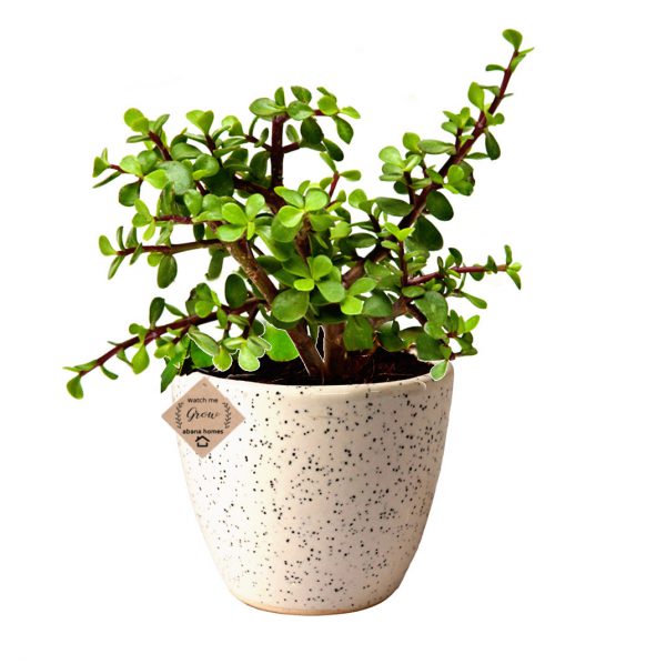 Buy Good Luck Jade Plant in Ceramic Pot Valentine Gift - Abana Homes