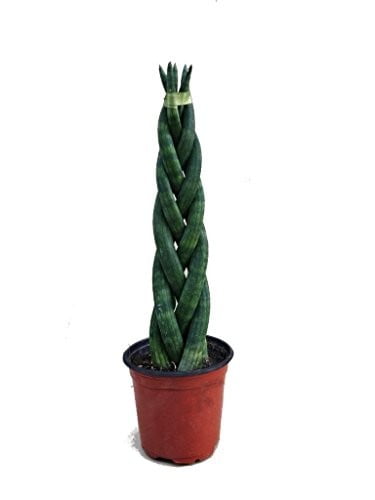 Buy Sansevieria Braided Live Plant with Pot - Abana Homes