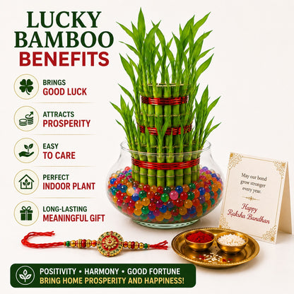 3 Layer Lucky Bamboo with Rakhi – Rakhi Gift Hamper