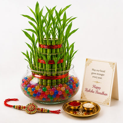 3 Layer Lucky Bamboo with Rakhi – Rakhi Gift Hamper
