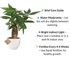 Pachira Money Tree Plant with Ceramic Pot