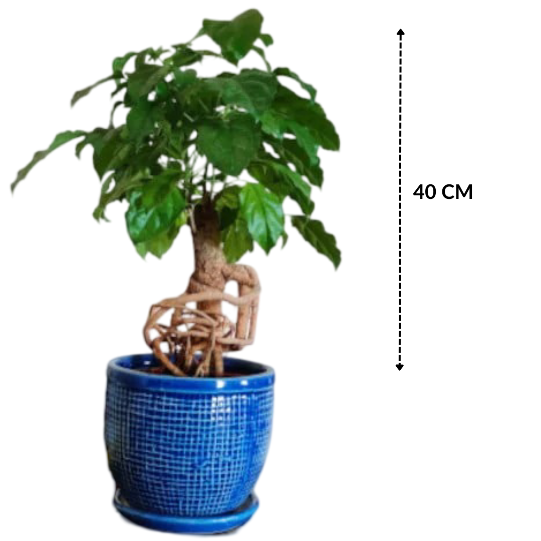 Radermachera Bonsai Plant with Imported Pot and Tray