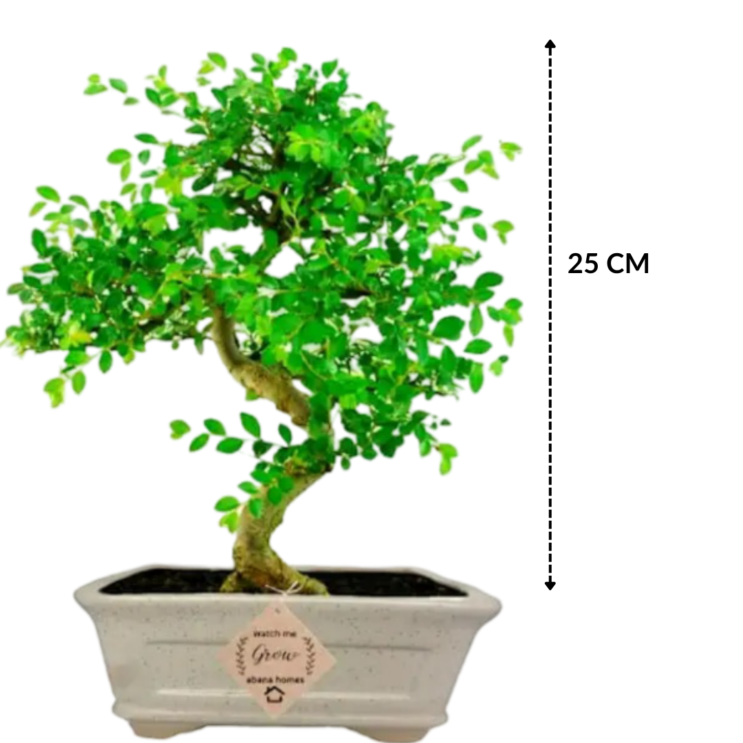 Chinese Elm Bonsai Plant 5 years 25 cm