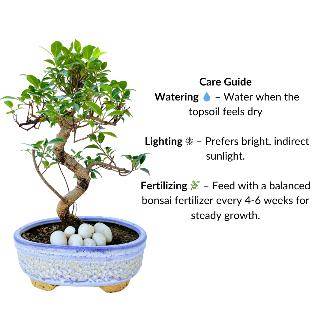 Aerial Root Ficus Bonsai Tree 10 Years 35 cm