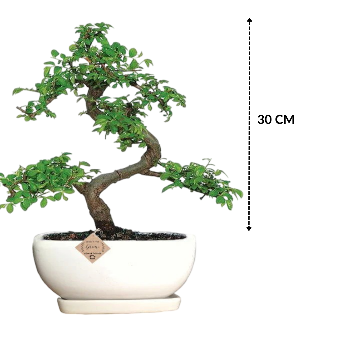 Chinese Elm Bonsai Tree 5 Years 30 cm in Bonsai Pot with Tray