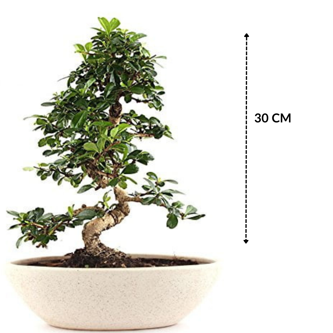 Carmona Flowering Bonsai Tree 5 Years 30 cm