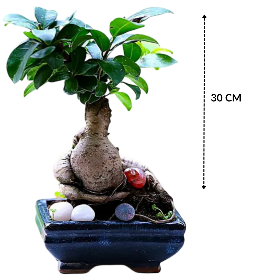 Ficus Indoor Bonsai Plant Blue Sq Pot