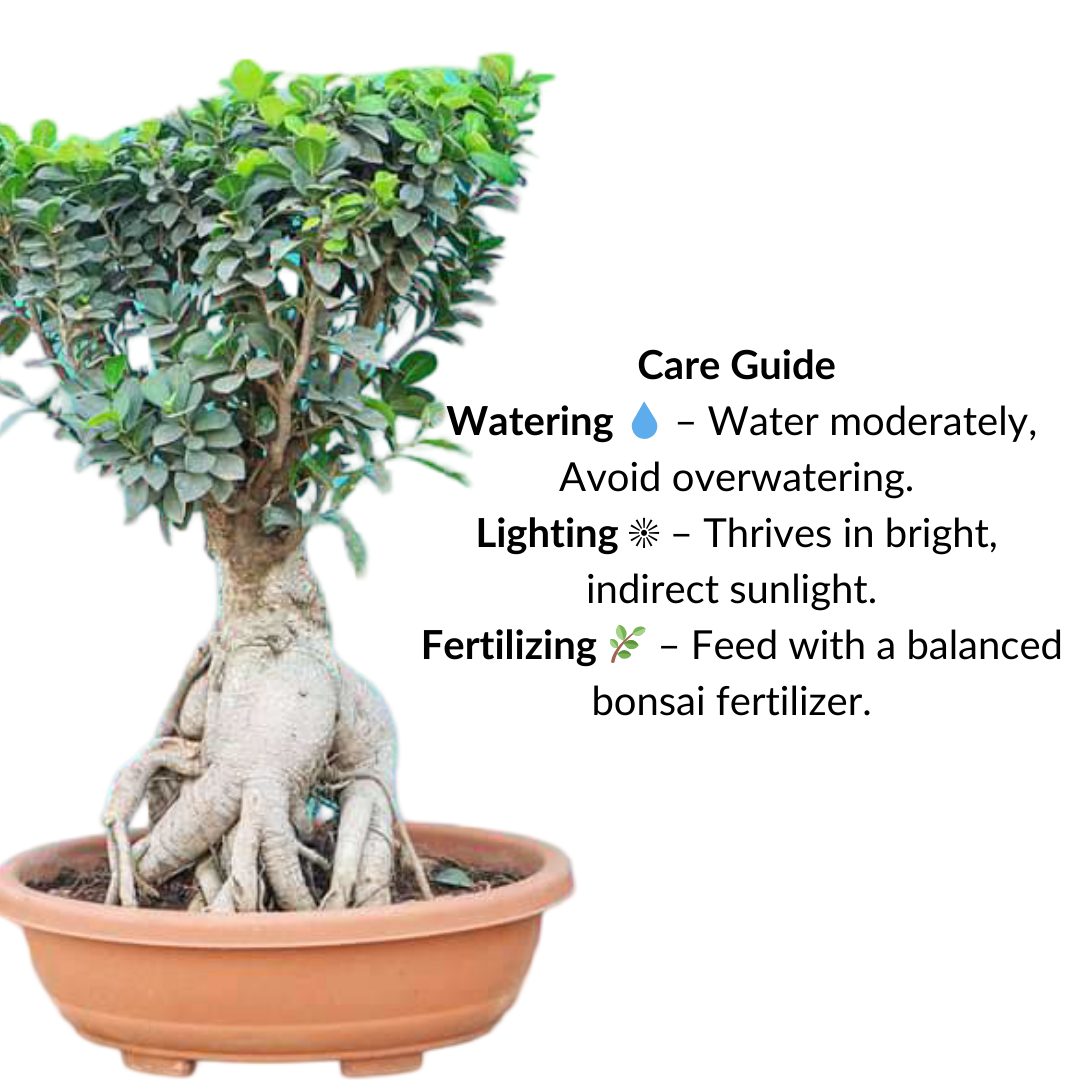 Ficus Bonsai Plant With Thick Trunk 10 Years 50 cm