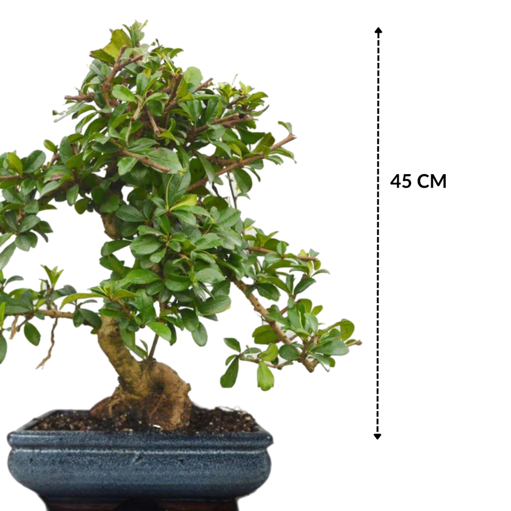 Carmona Flowering Bonsai Plant in Blue Ceramic Bonsai Pot 10 Years 45 cm