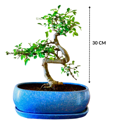 Chinese Elm Bonsai Plant 5 Years Old 30 cm with Tray