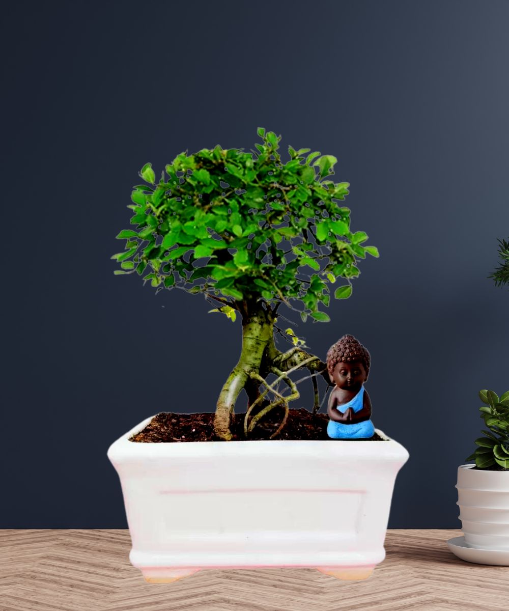 Buy Chinese Elm Bonsai Tree with Drip Tray 5 Yrs - Abana Homes