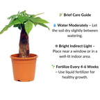 Pachira Bonsai Tree In Growing Pot