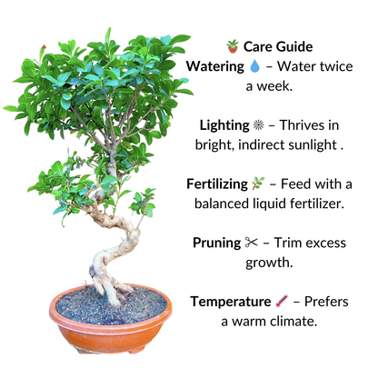 Ficus Bonsai Tree Big Bonsai 15 Years 70 cm